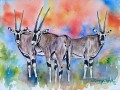 Oryx de l’Afrique